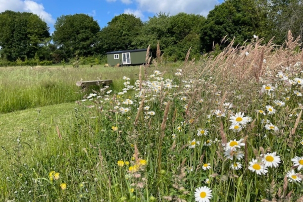 Shepherd's hut in wildflower meadow