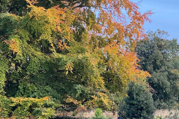 Native trees and foliage