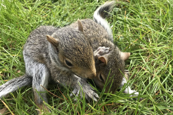 Kits playing in the field