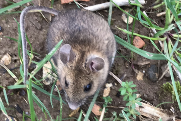 Mouse in the grasses