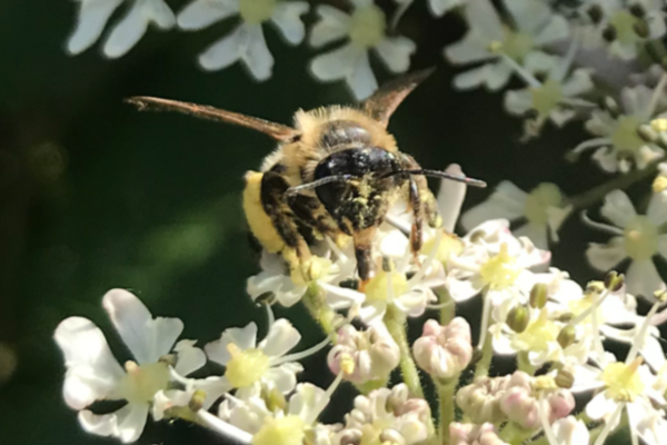 Bee enjoying our bee friendly planting