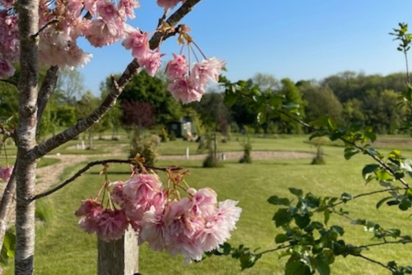 Pink spring blossoms