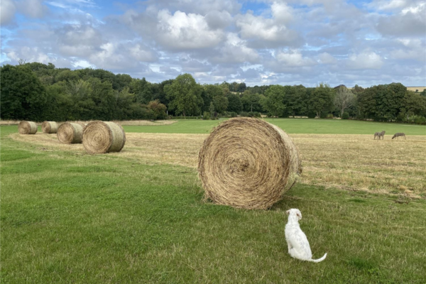 Harvest bales in the field