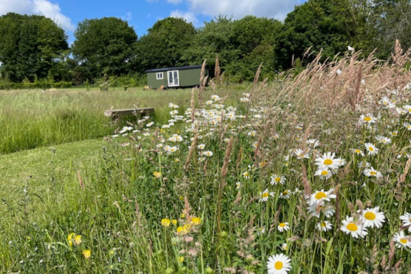Wild flower meadow with shepherds hut in distance
