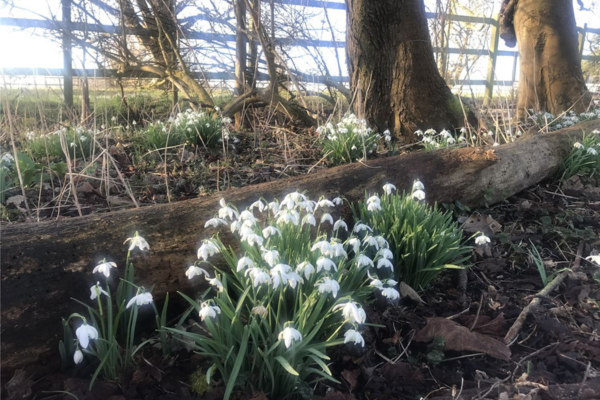 Woodland snowdrops