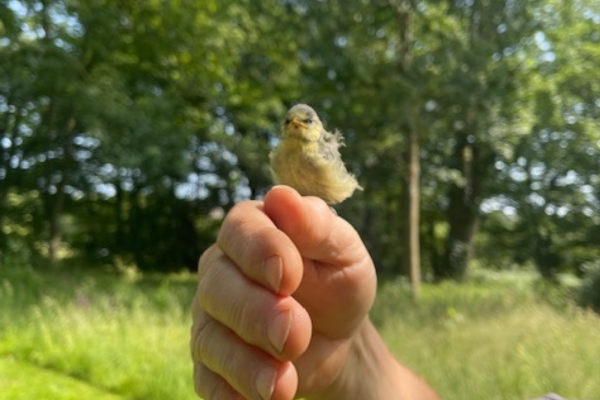 Fledgling bird on a hand