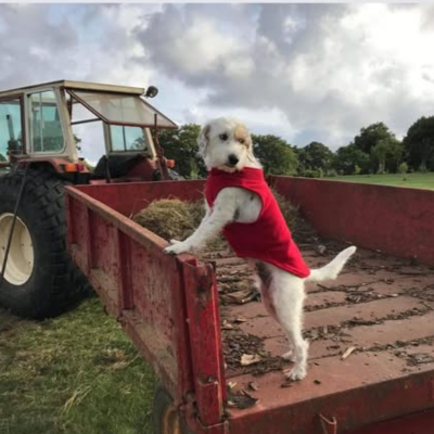 Bibz, Chief of Staff at Shepherds Retreat